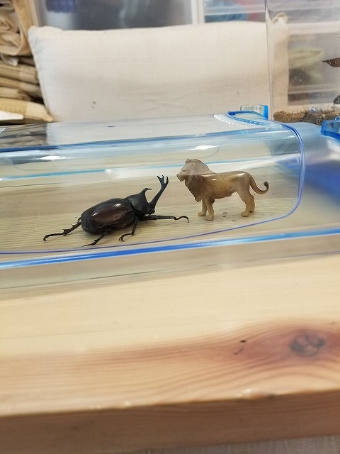 キッズコネクション