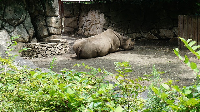 キッズコネクション